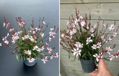 Einführung der Neuen Weißen Gaura ‘Ciao Ciao’