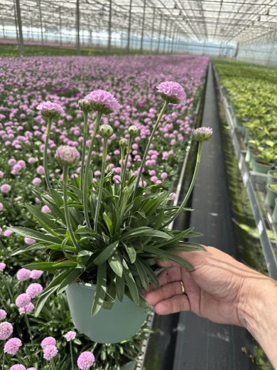 Dreameria de Zomerster met Kracht!