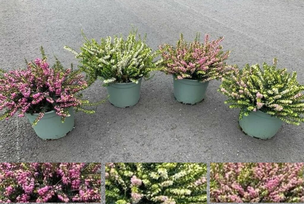 Erica darleyensis geeft kleur in de winter
