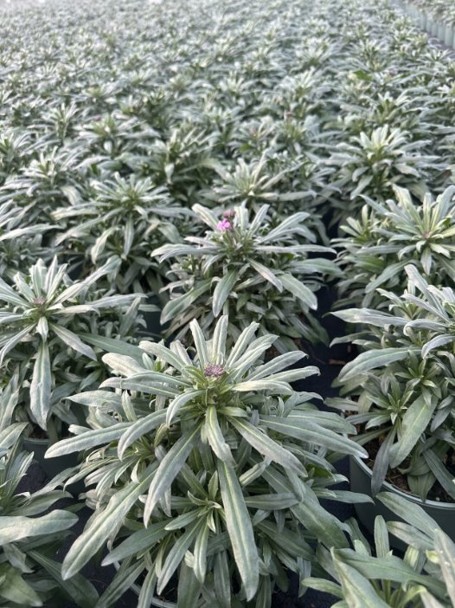 Erysimum Bowles Mauve