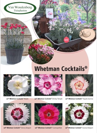 Aufrecht wachsende, reichblühende Dianthus