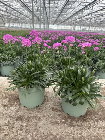 Nieuw in ons assortiment: Dreameria Big Mauve