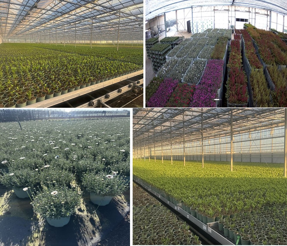 Hosta in aantocht, het seizoen komt op gang!