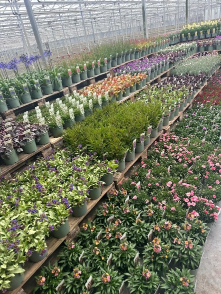 Stauden-Shows gestartet!