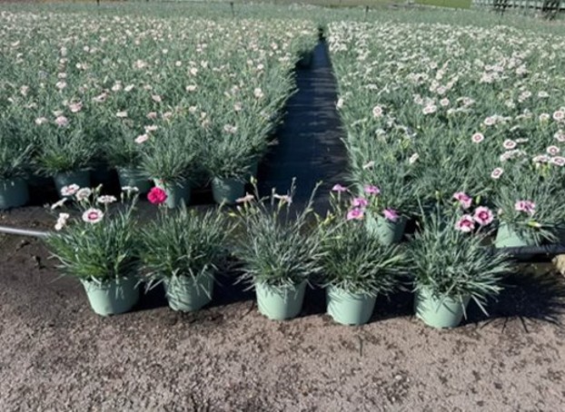 Nieuwe Dianthus Whetman Cocktails