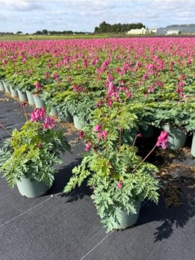 Dicentra ‘Passion Hearts’ in de spotlight