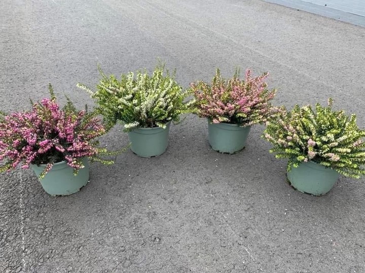 Een podium voor Erica darleyensis