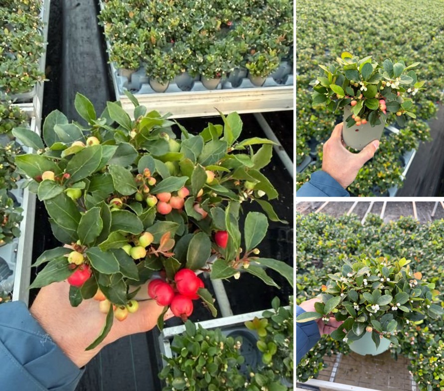 Gaultheria, kleur voor het najaar